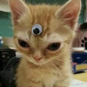 Meet your Posher, Conner